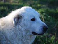 the head of abruzzese shepherd dog